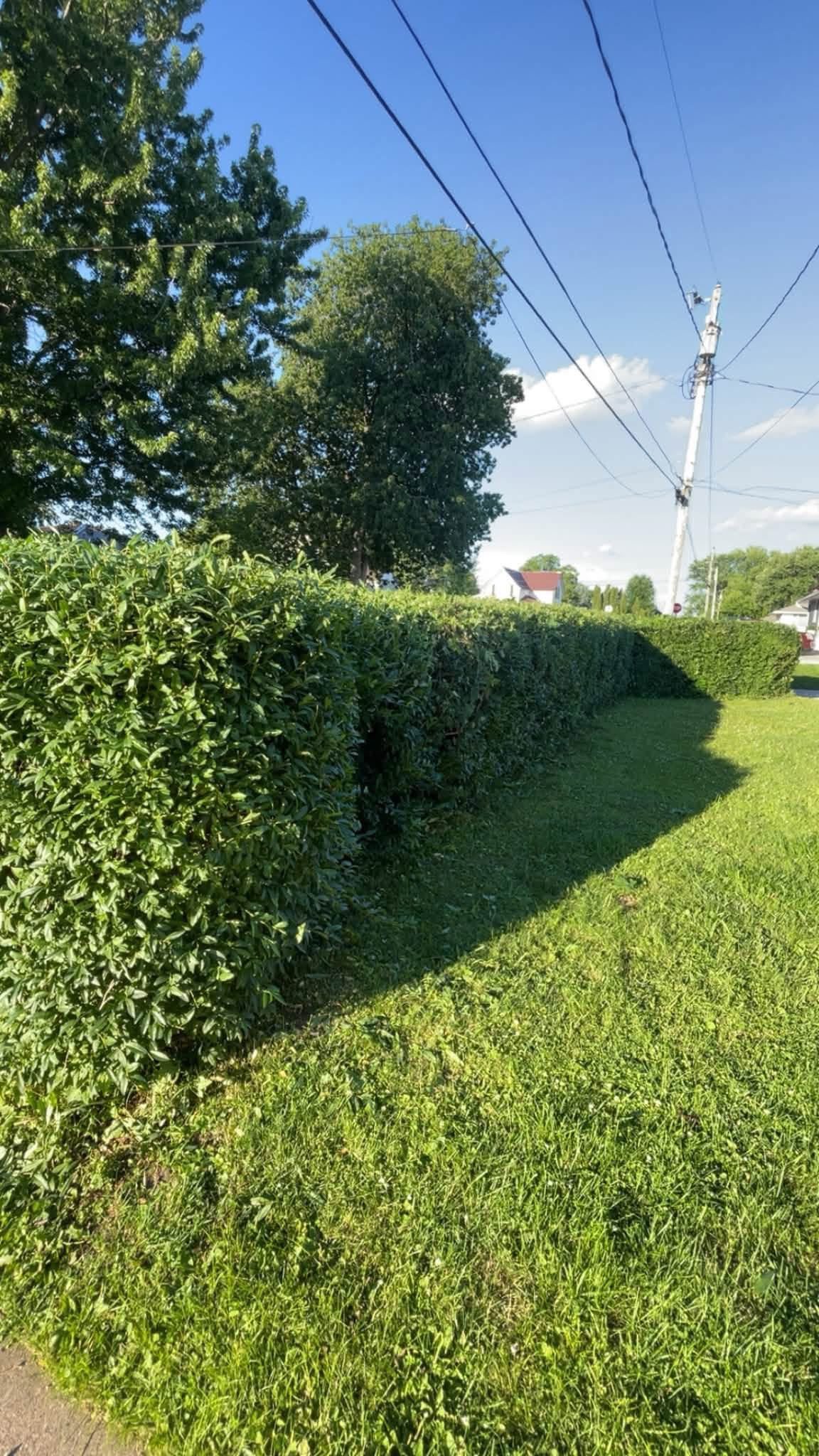 Long hedge after professional trimming