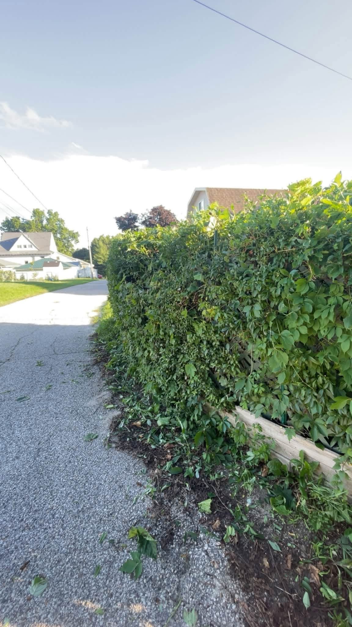 Clean hedge line beside a driveway