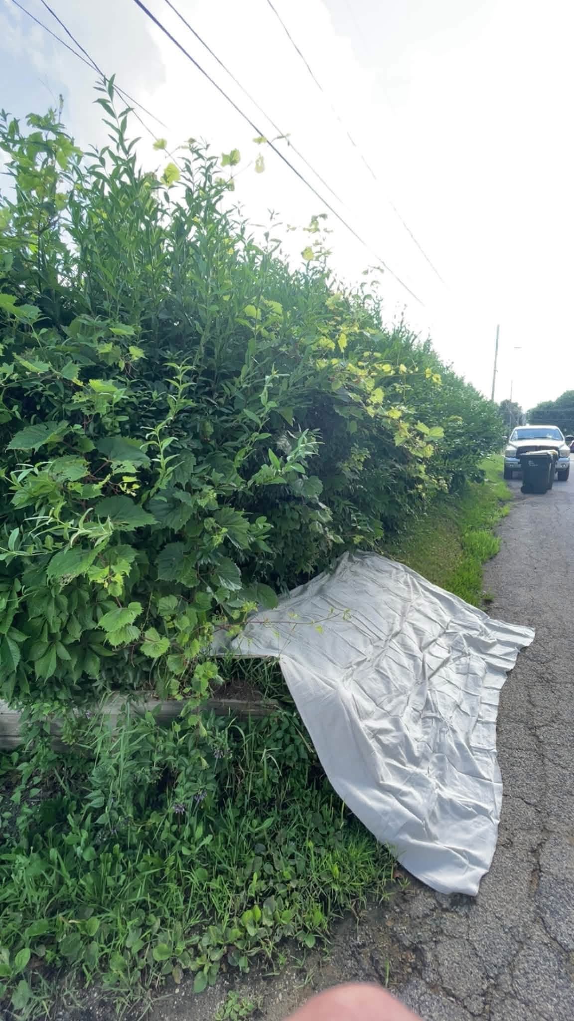 Hedge trimming work in progress