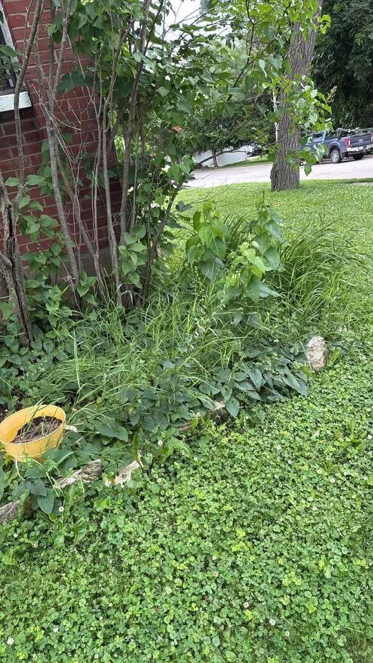 Cleaned and mulched planting area