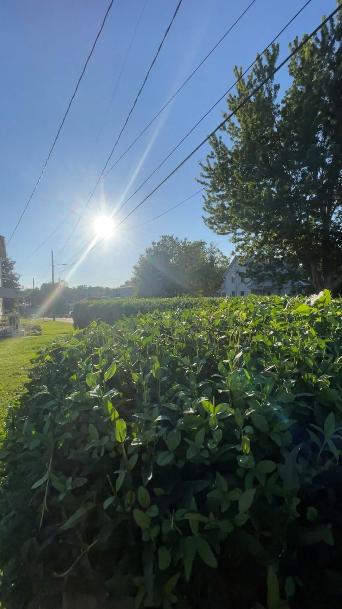 Sunlit hedge on a residential property