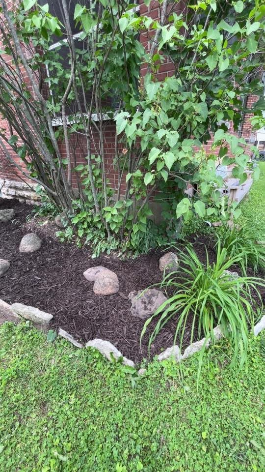 Freshly mulched bed around established plants