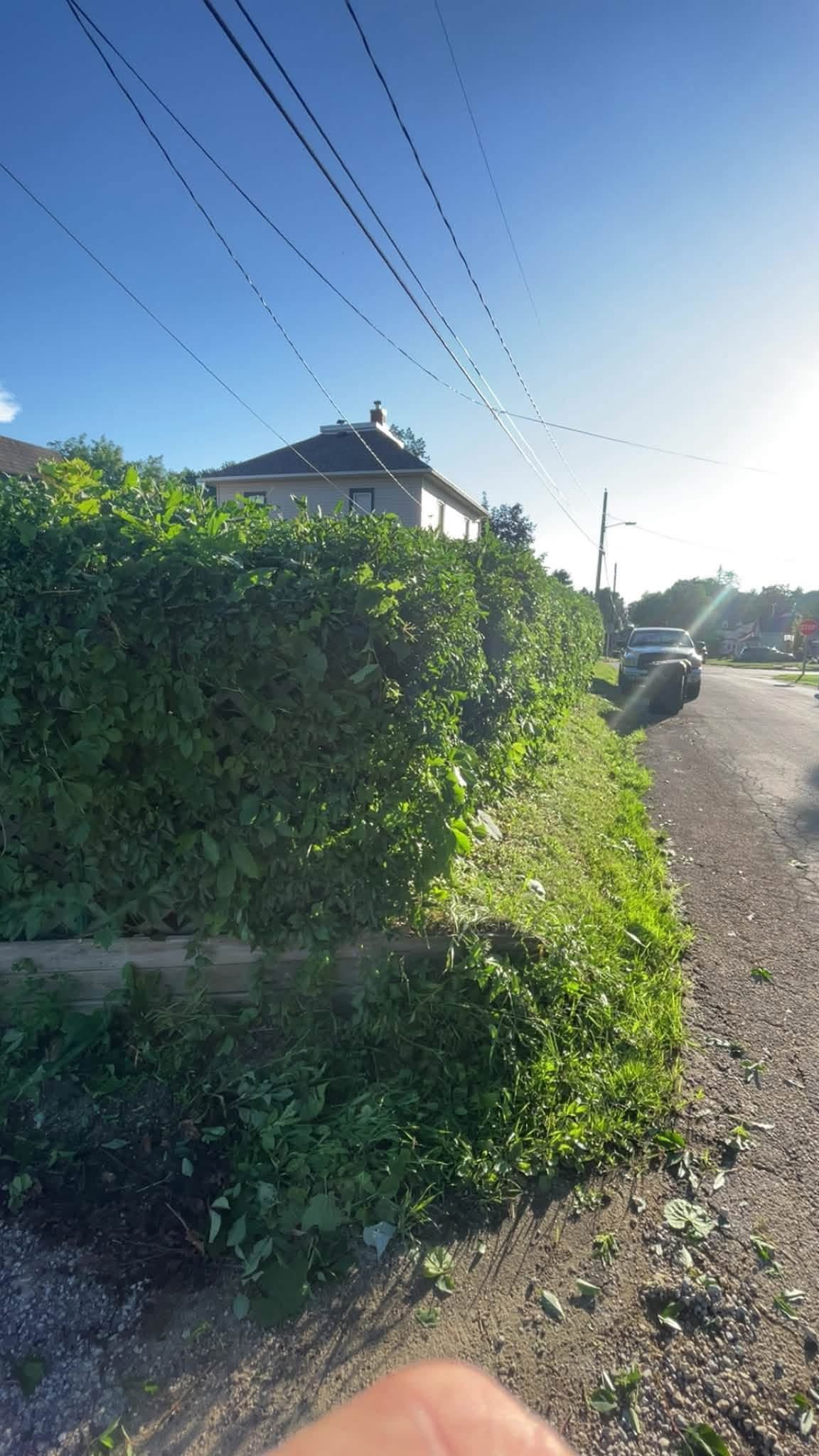Freshly trimmed roadside hedge