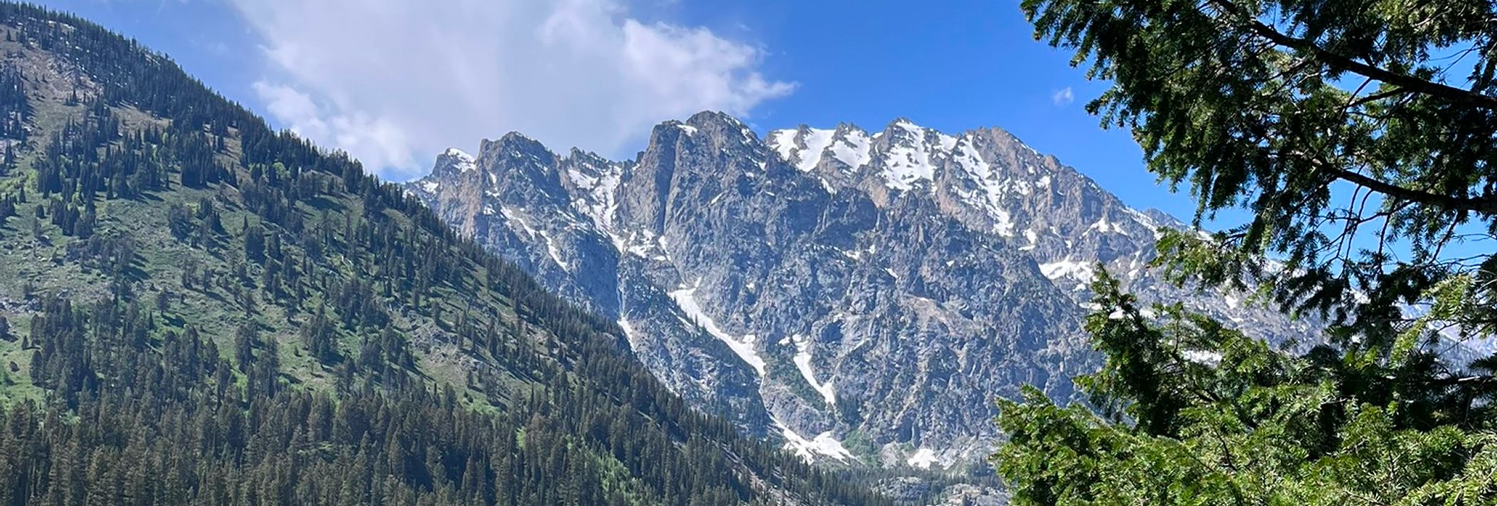 trees in front of a distant mountain range