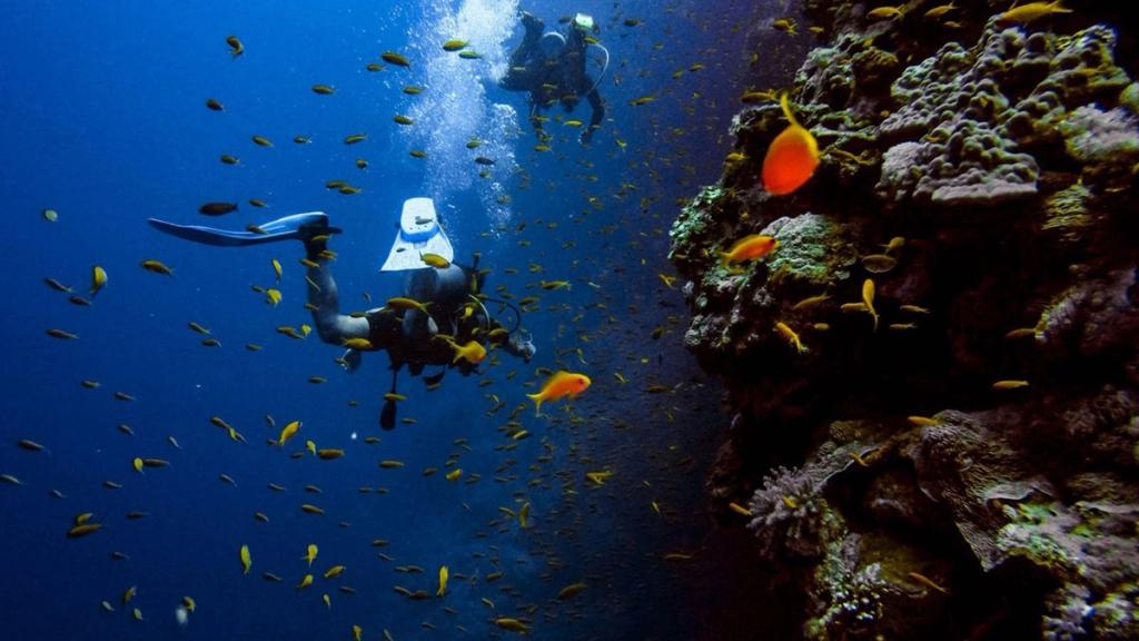 Scuba divers among orange reef fish along a coral wall on the Mesoamerican Barrier Reef