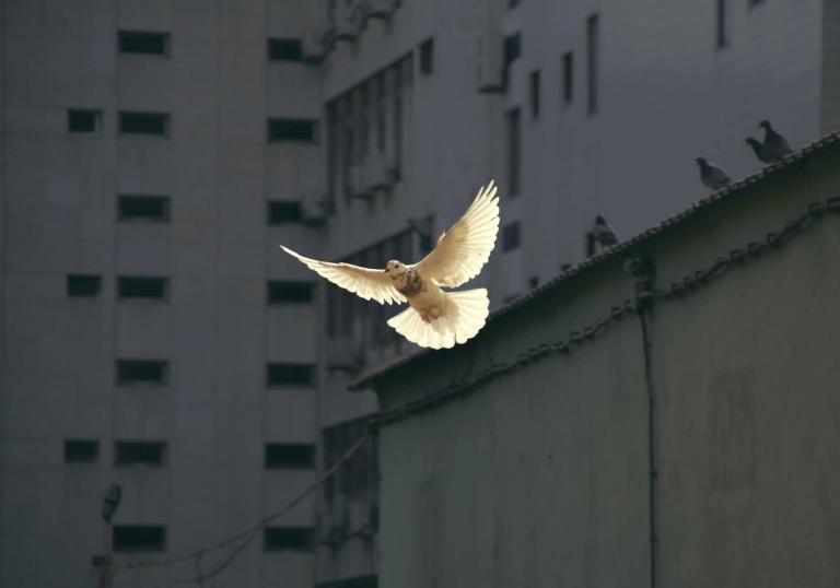 How Free Cities Promote Peace and Goodwill