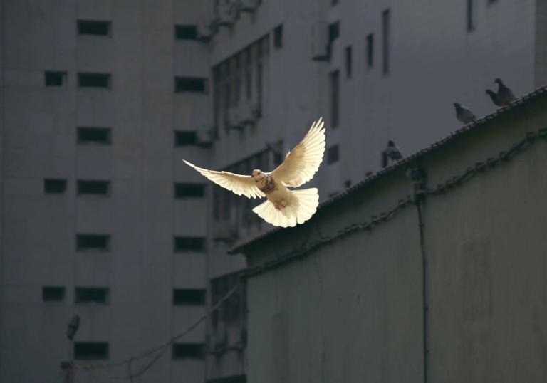 How Free Cities Promote Peace and Goodwill