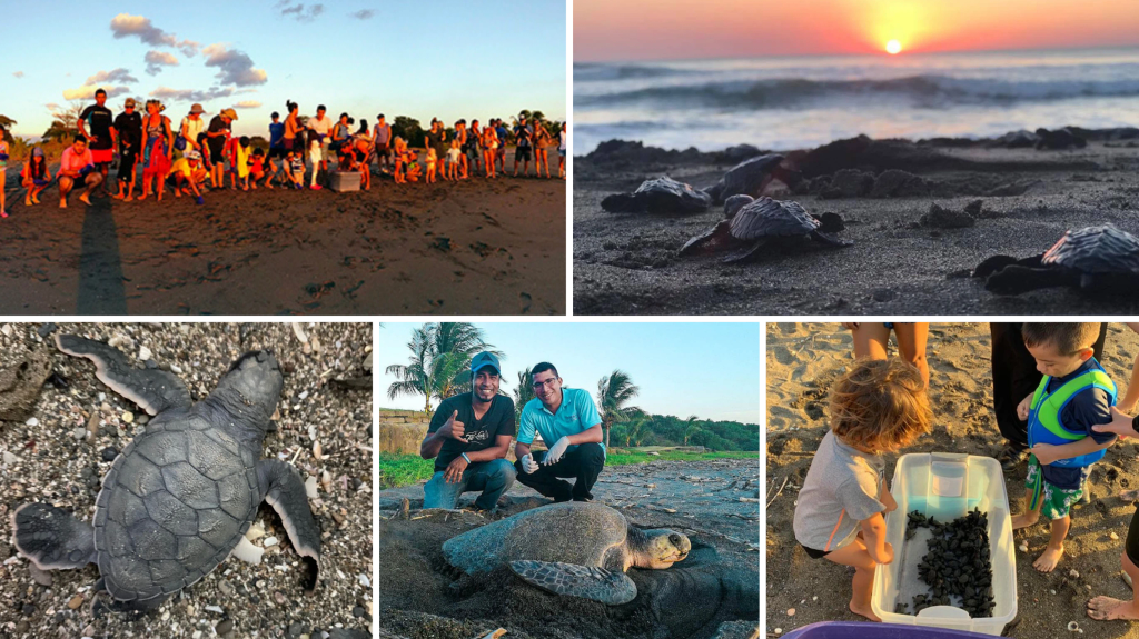 Collage of the Gran Pacifica sea turtle rescue program, with hatchlings, nesting turtles and children on the beach