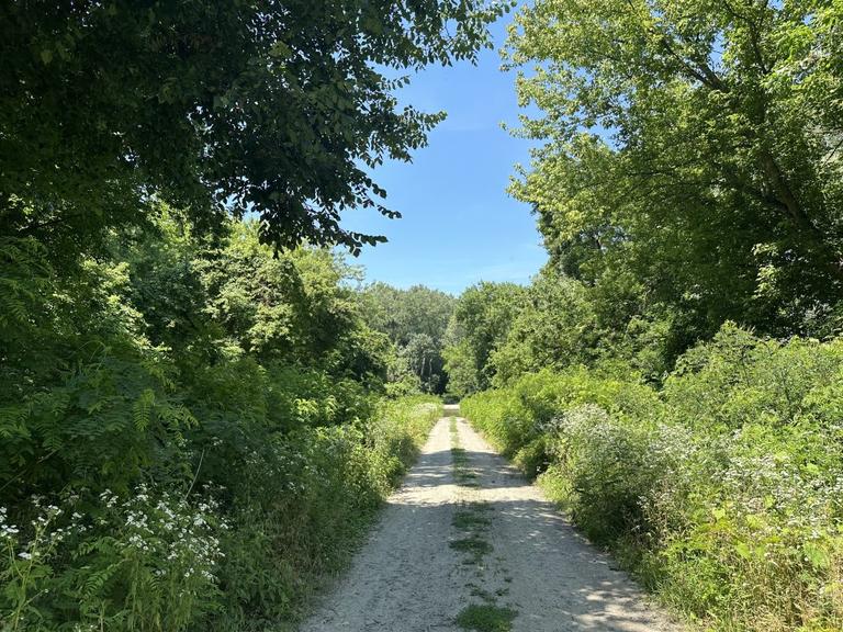 The Dawn of Liberland