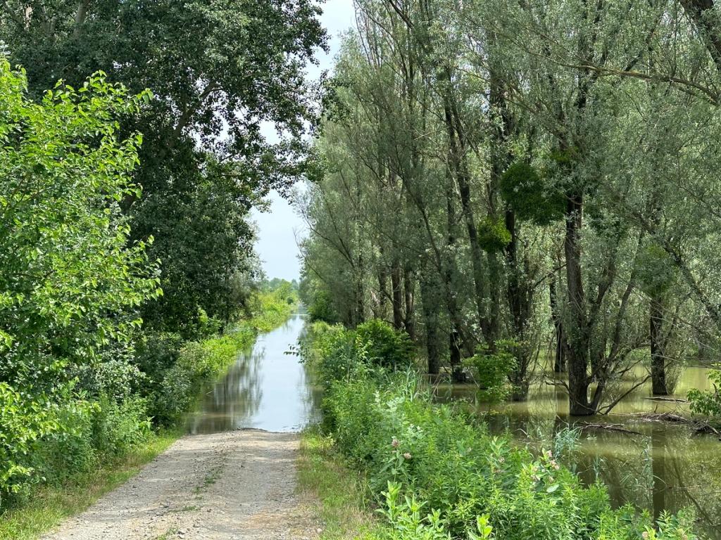 Gravel path disappearing into floodwater among willows during the June 2023 Danube flooding on the way to Liberland