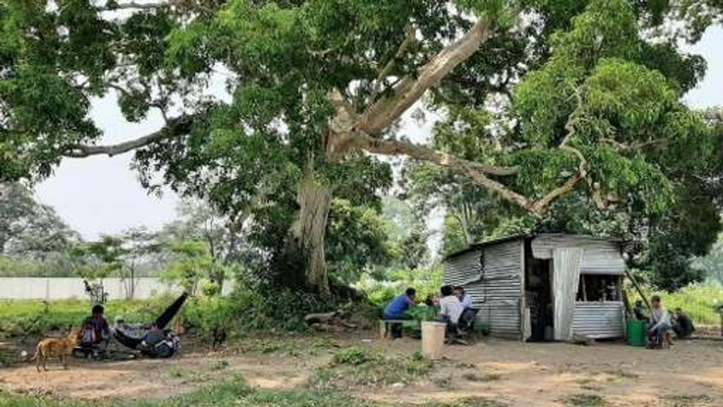 Rosa's improved metal store under a large shade tree with customers seated outside in Ciudad Morazán
