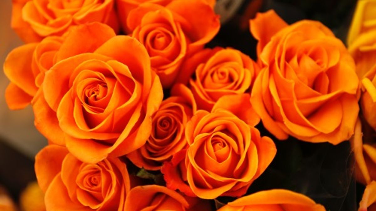 image of orange roses