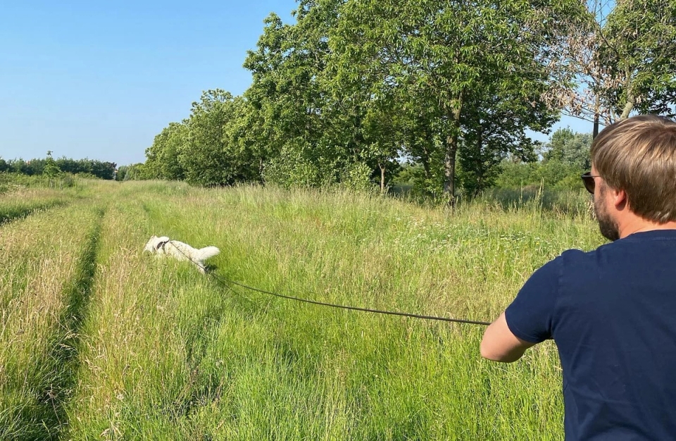 Mantrailing