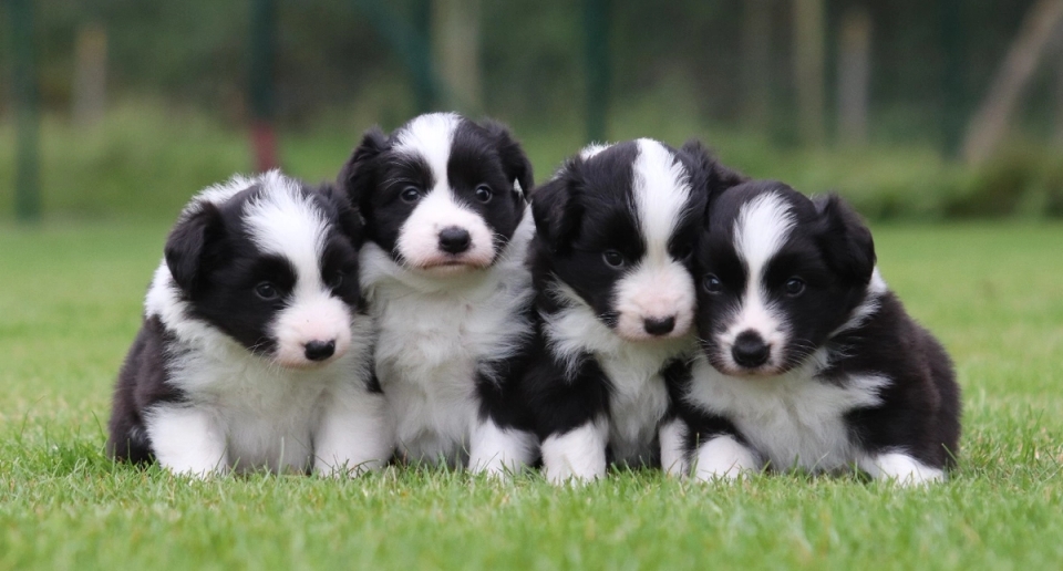 puppy class