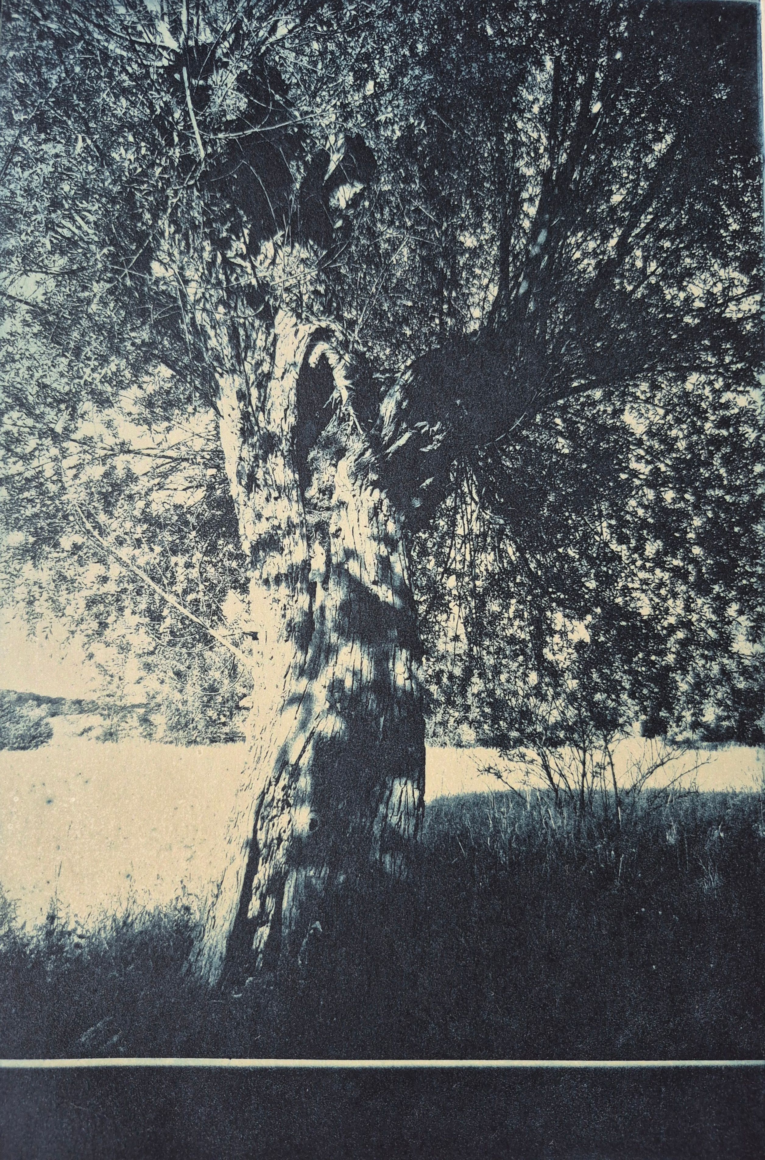 Alte Weide