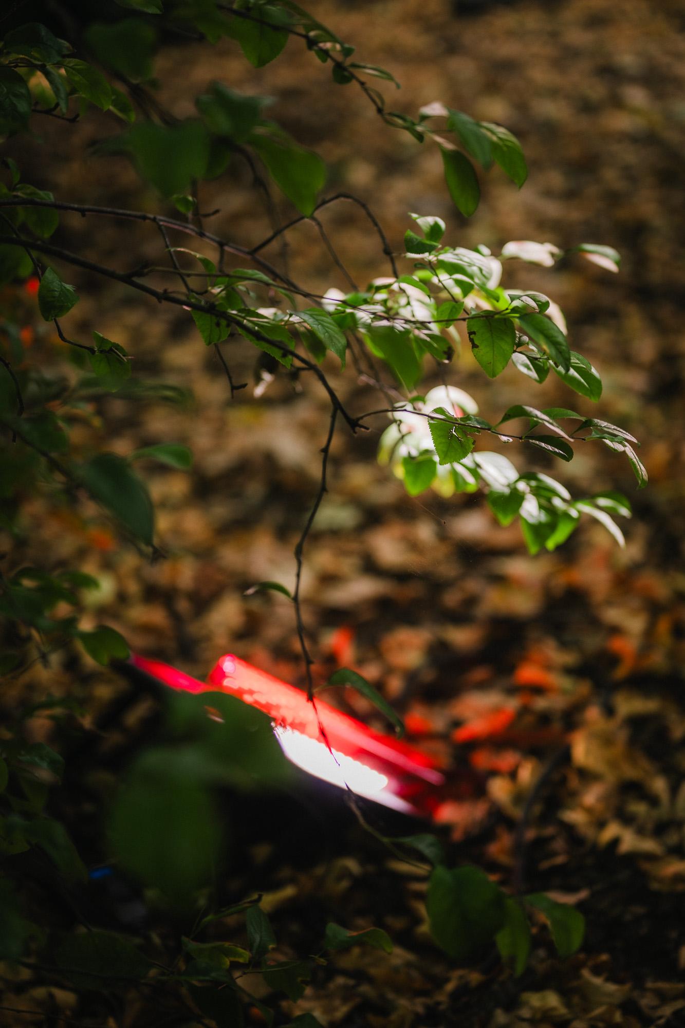 Photograph a light in the trees under a stage at Rally festival in 2025