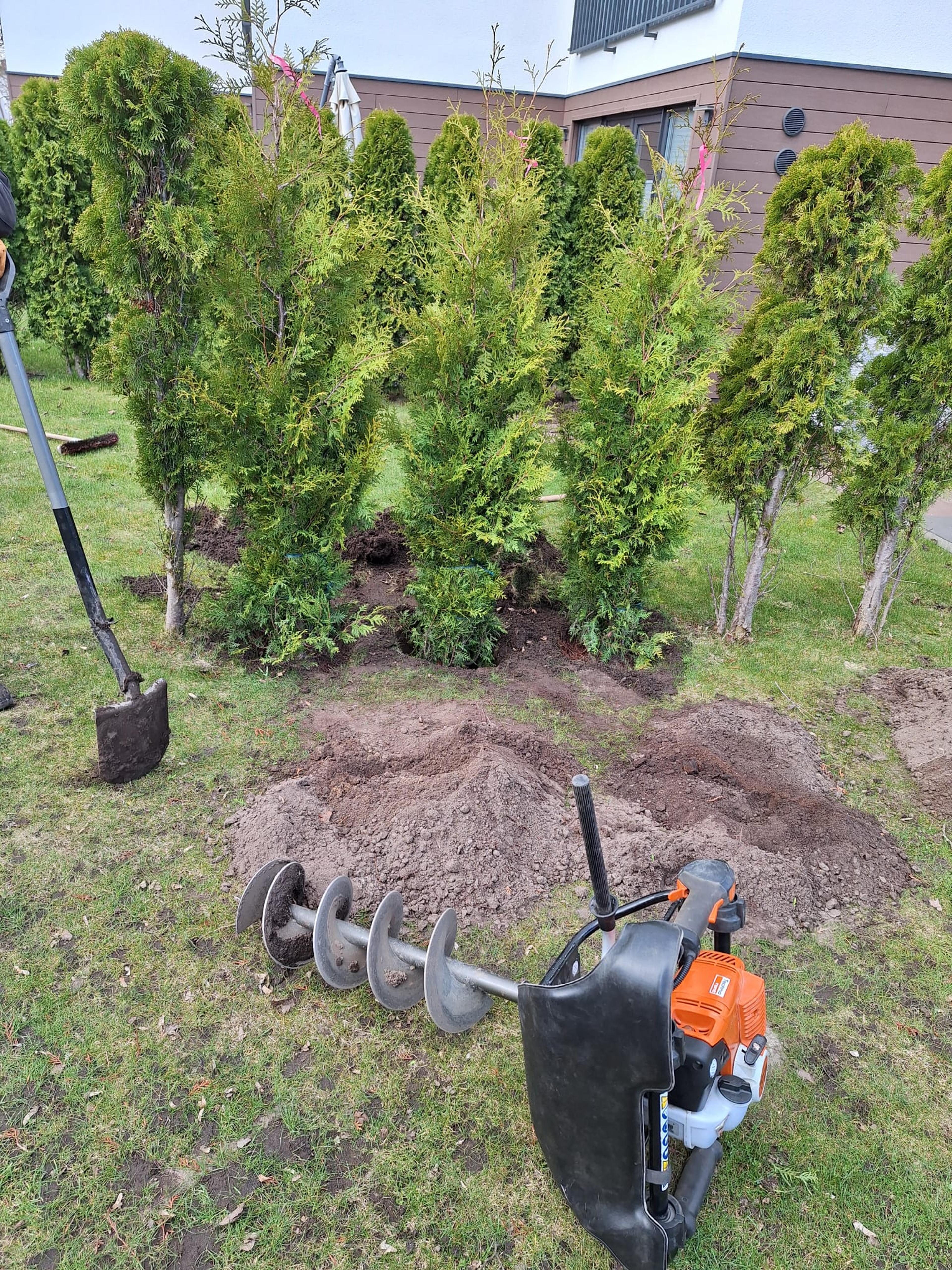 Garten mit grünem Rasen, Thujenreihe, Erdbohrer und Schaufel im Vordergrund