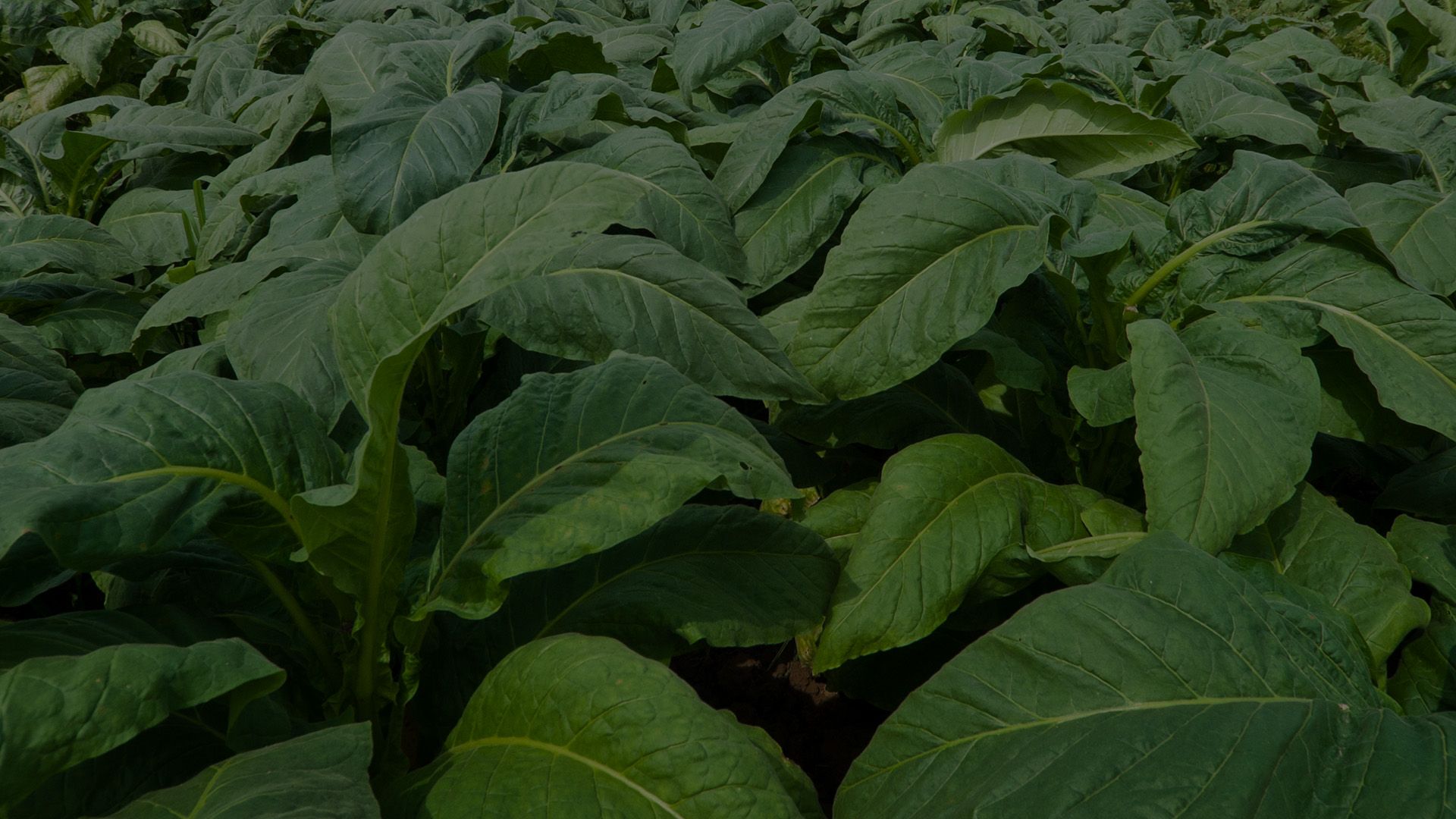 tobacco