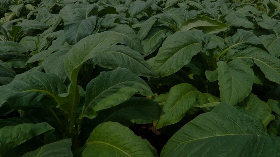 tobacco