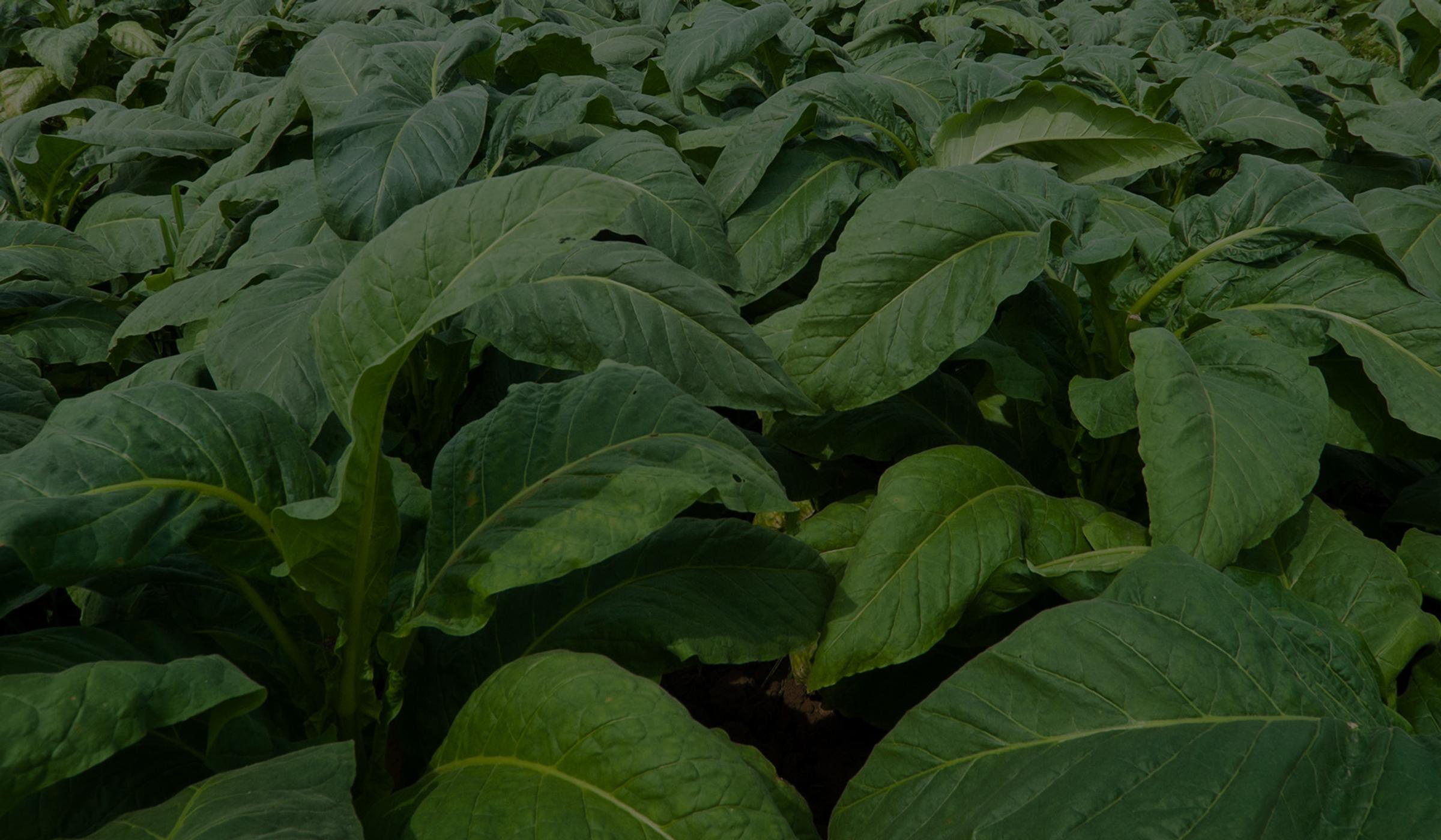 tobacco