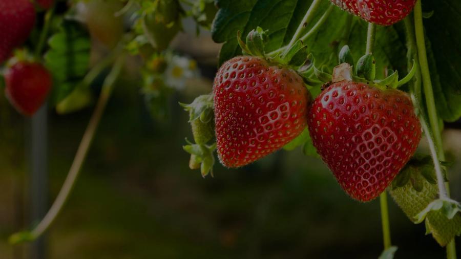 strawberries