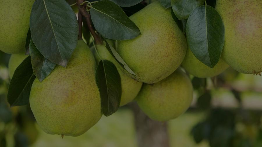 pears