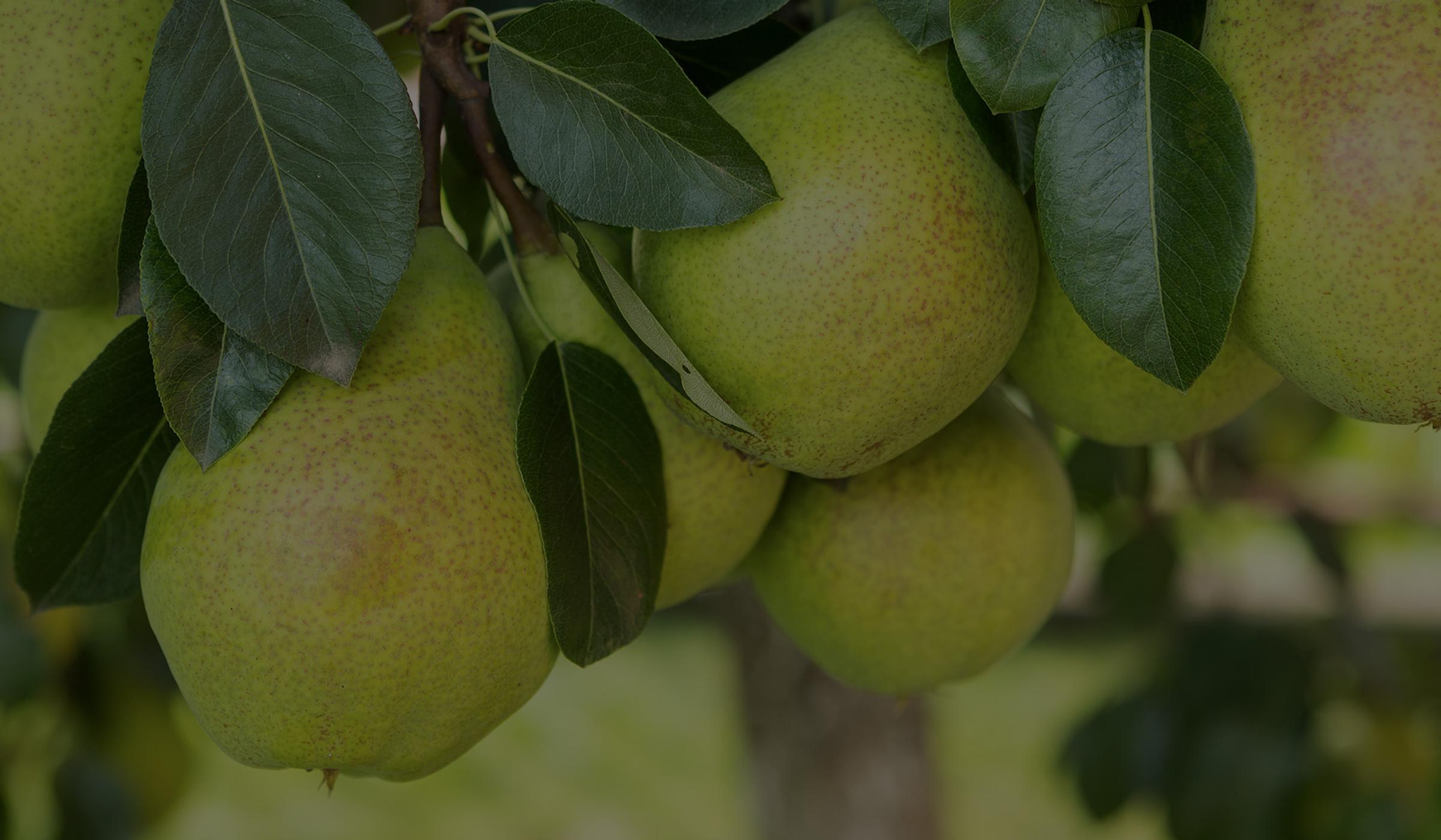 pears