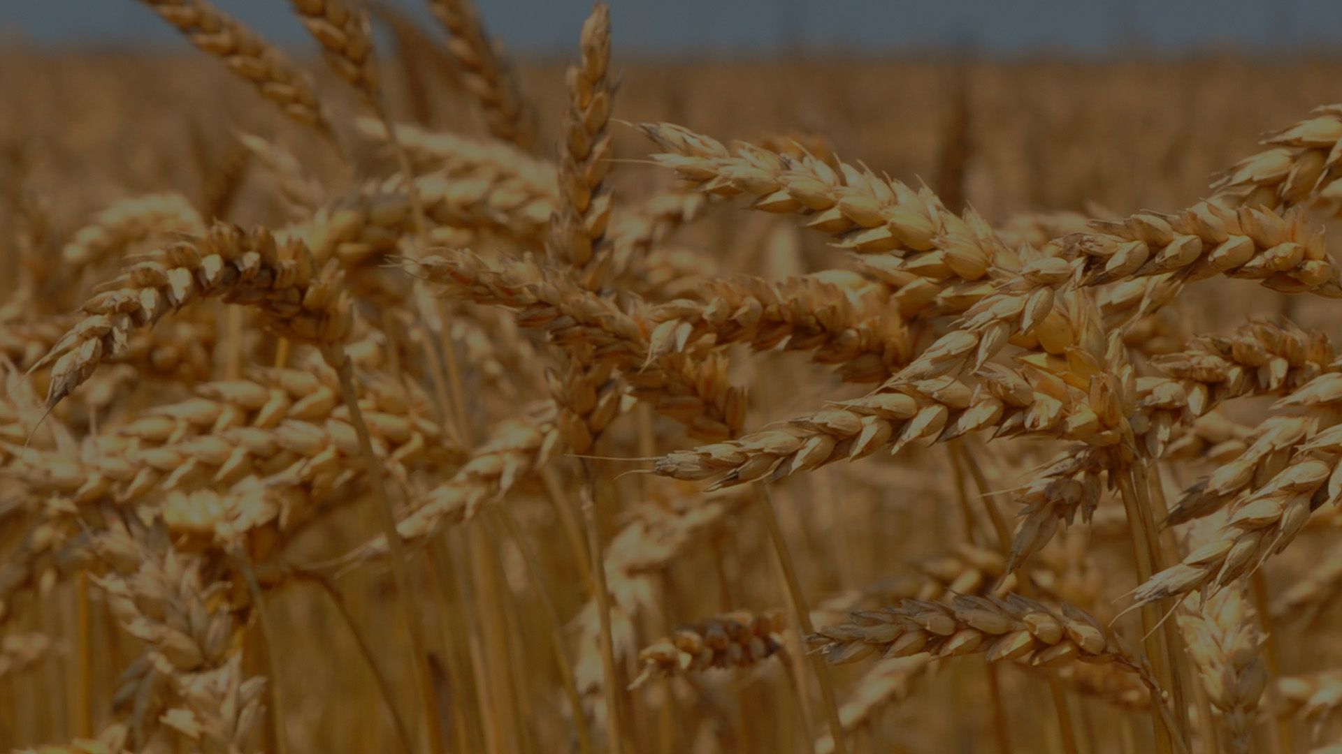 Wheat field