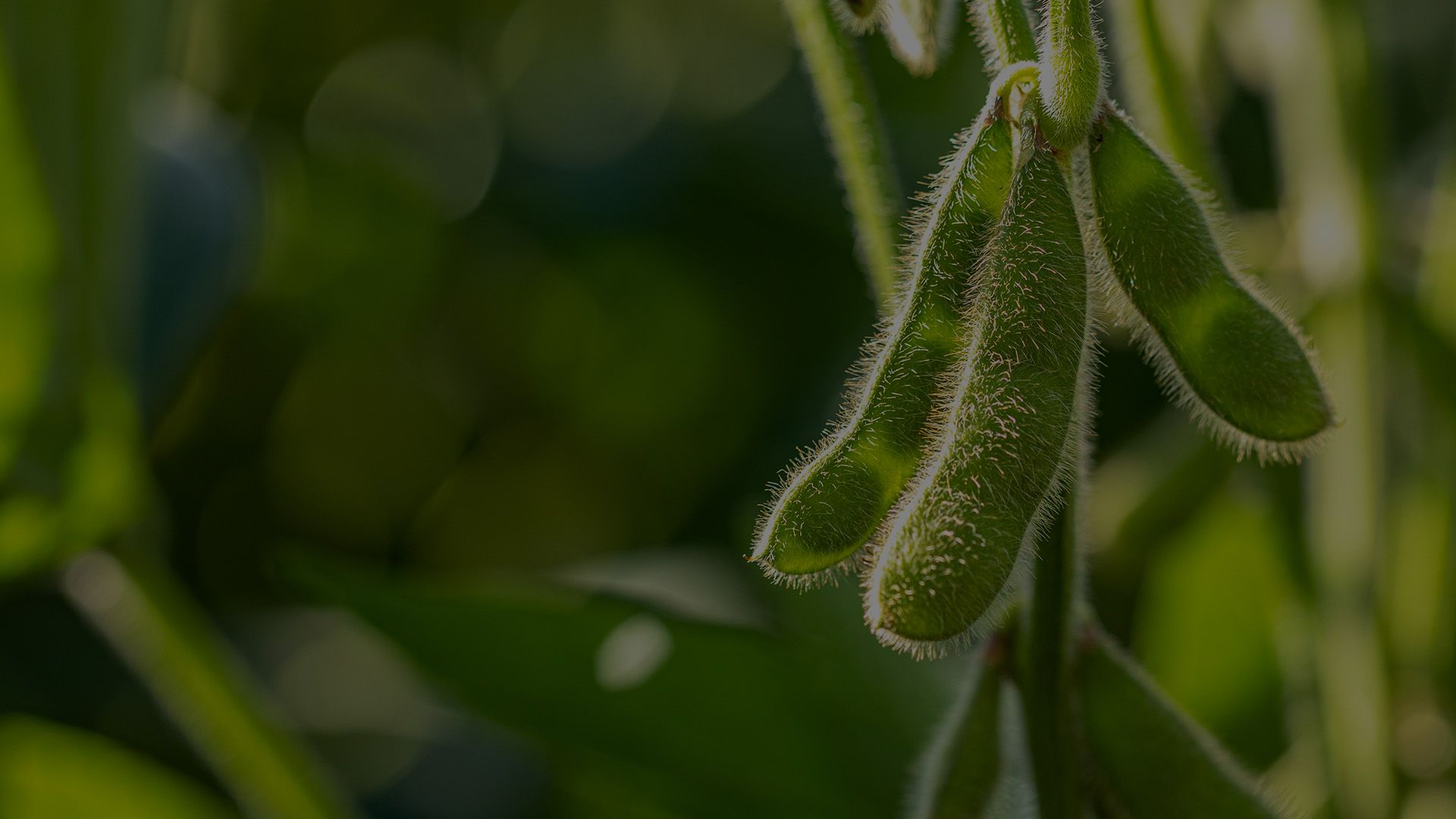 soybeans
