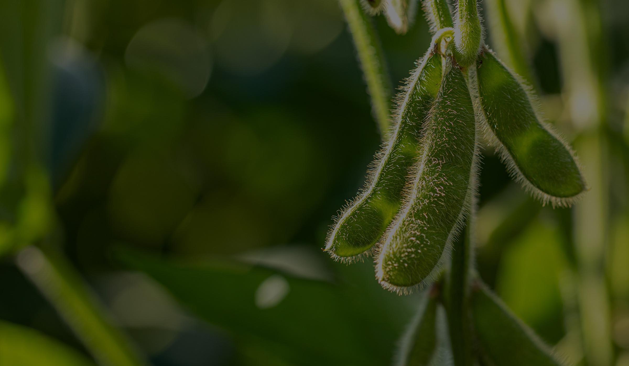 soybeans