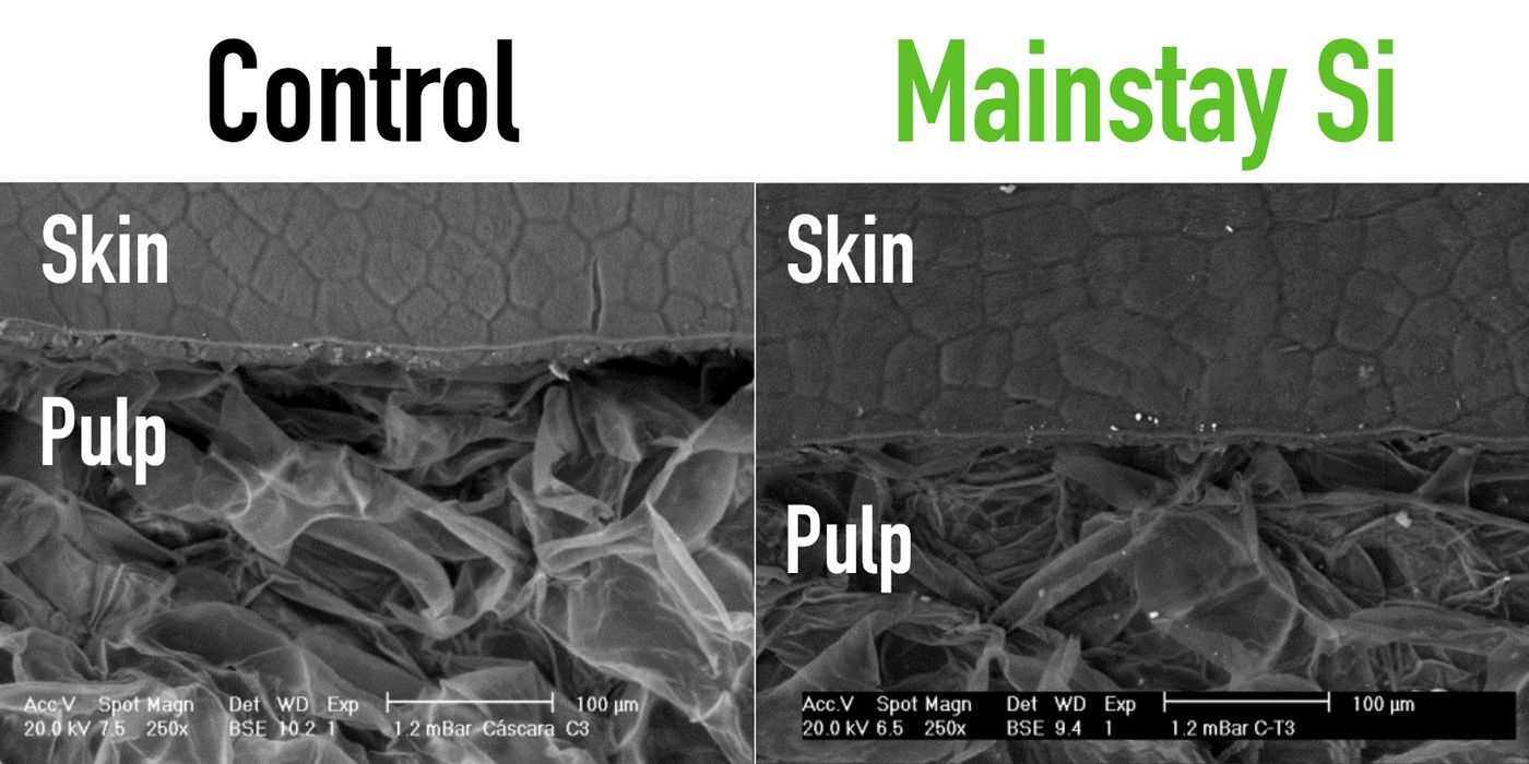 Jumpstart your Growing Season with Redox during Bloom and Post-Bloom