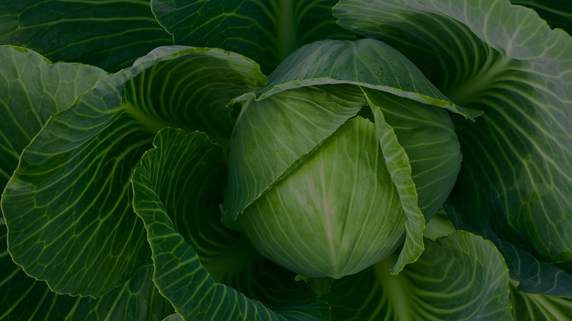 Close-up of healthy leafy greens