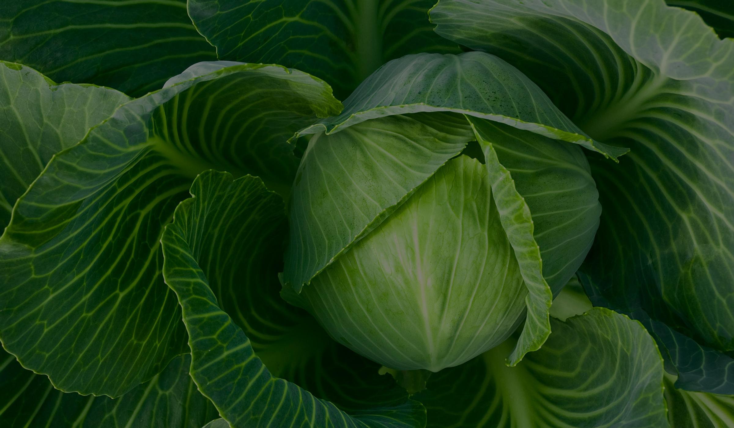 brassicas