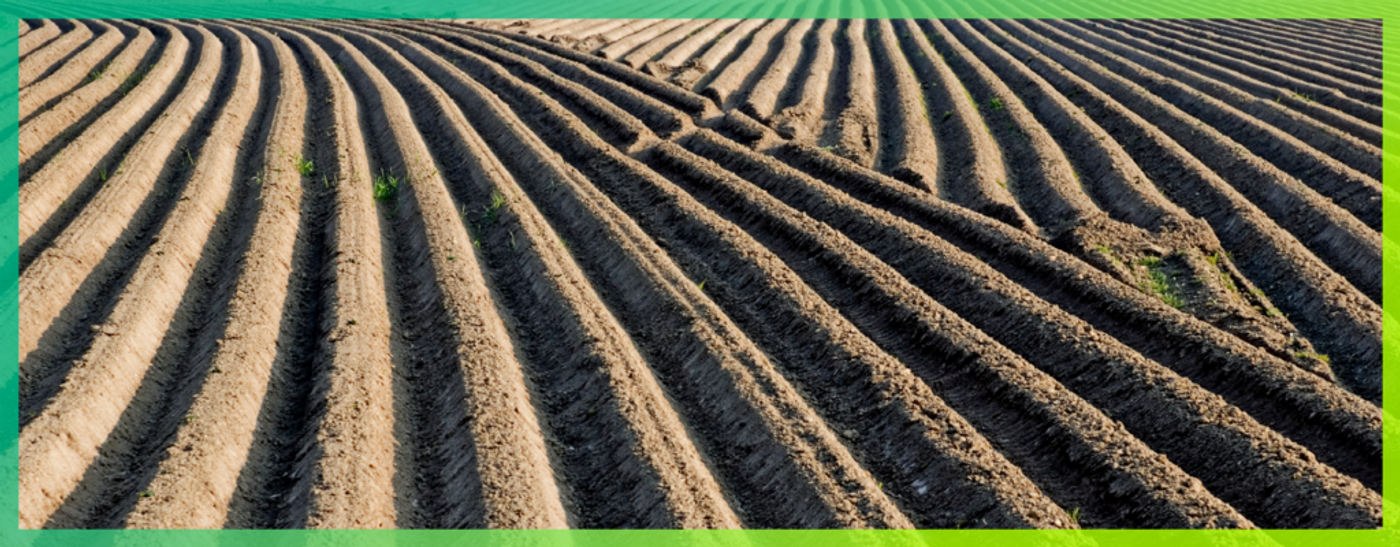 Soil Condition Equates to Plant Health