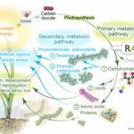Redox 30th Anniversary