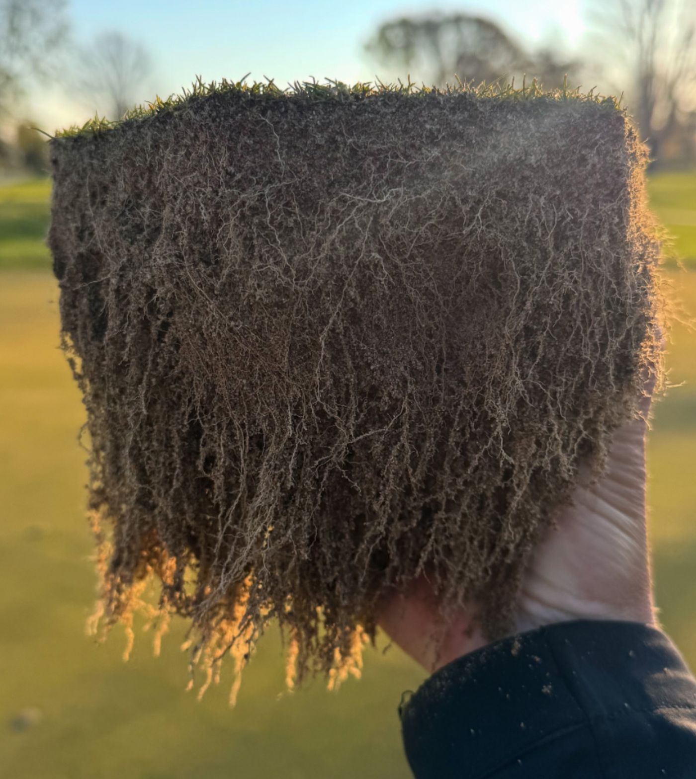 Bentgrass Heat Stress Management: What to Do Before Symptoms Appear