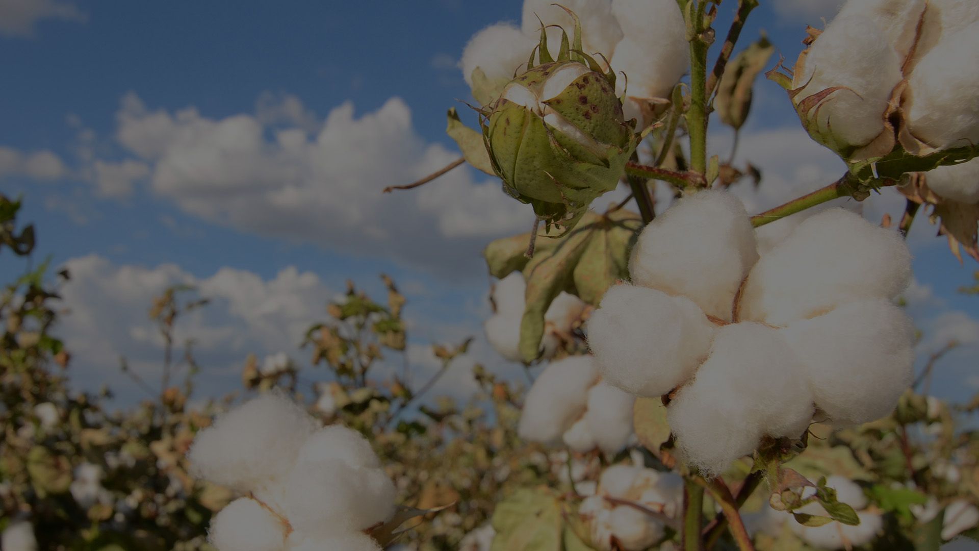 cotton