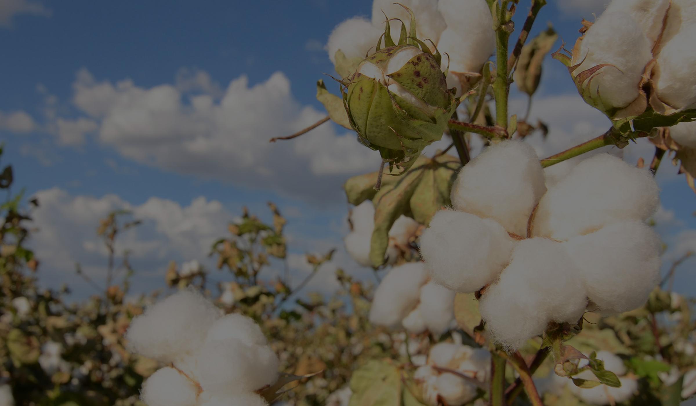 cotton