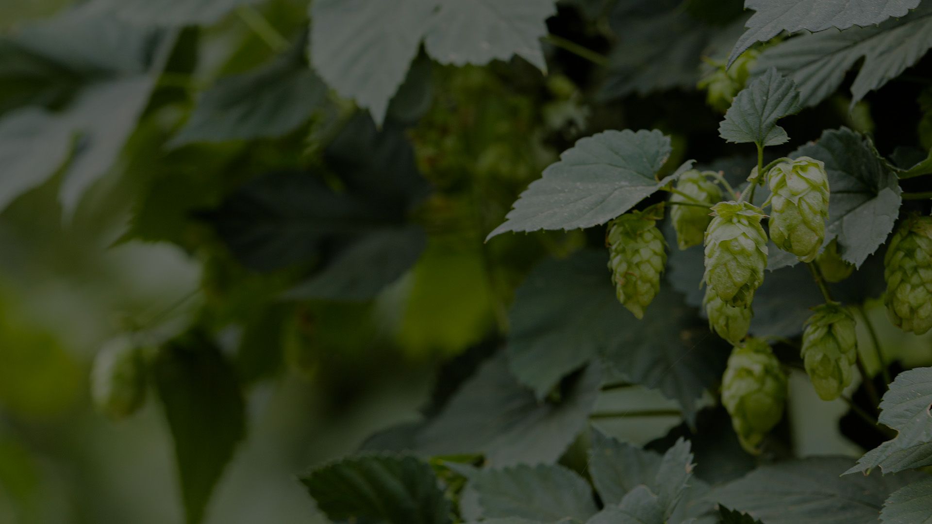 hops