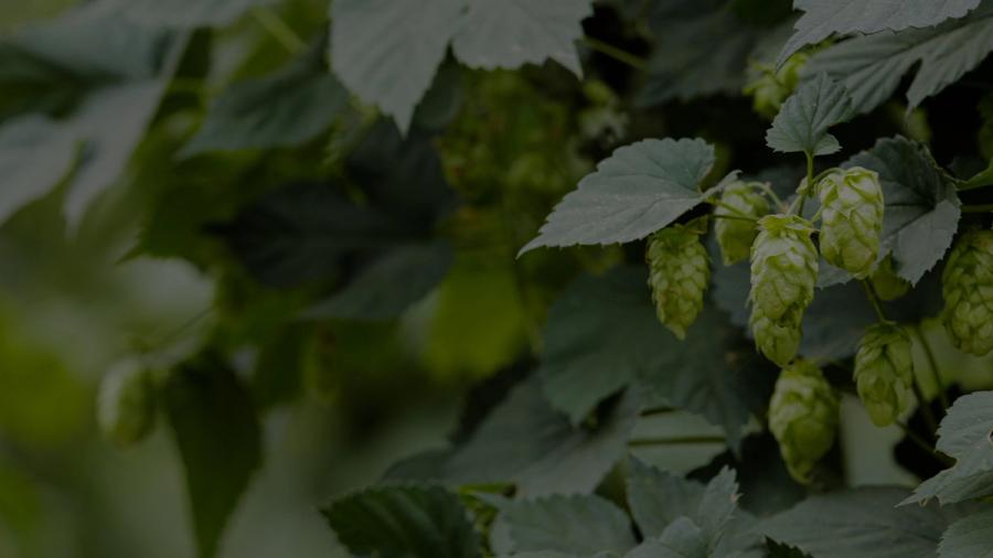 hops