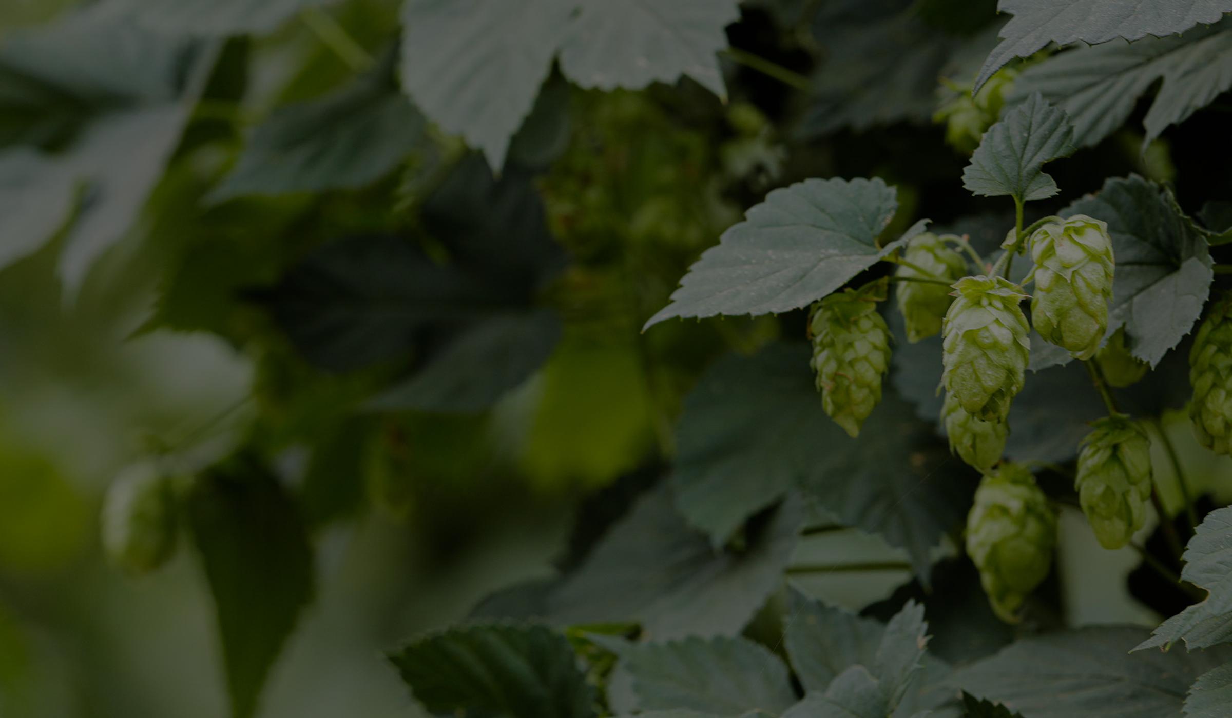 hops