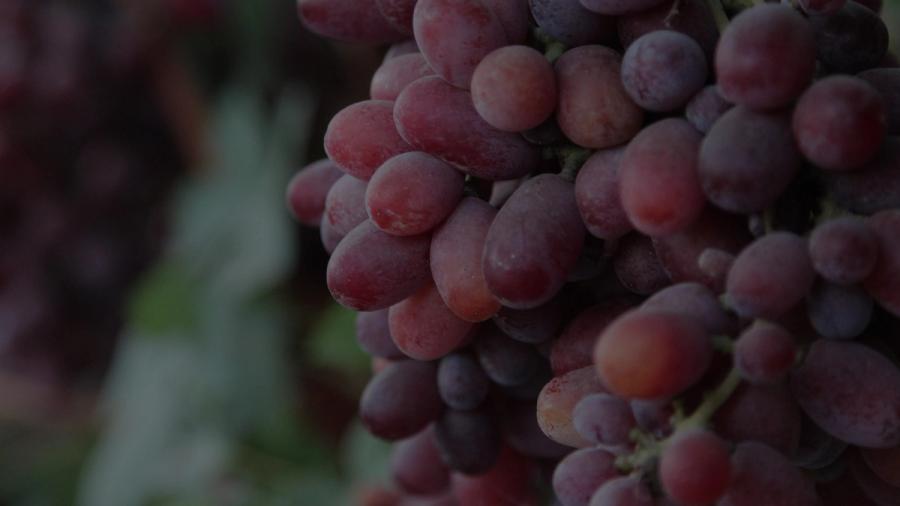 juice-grapes