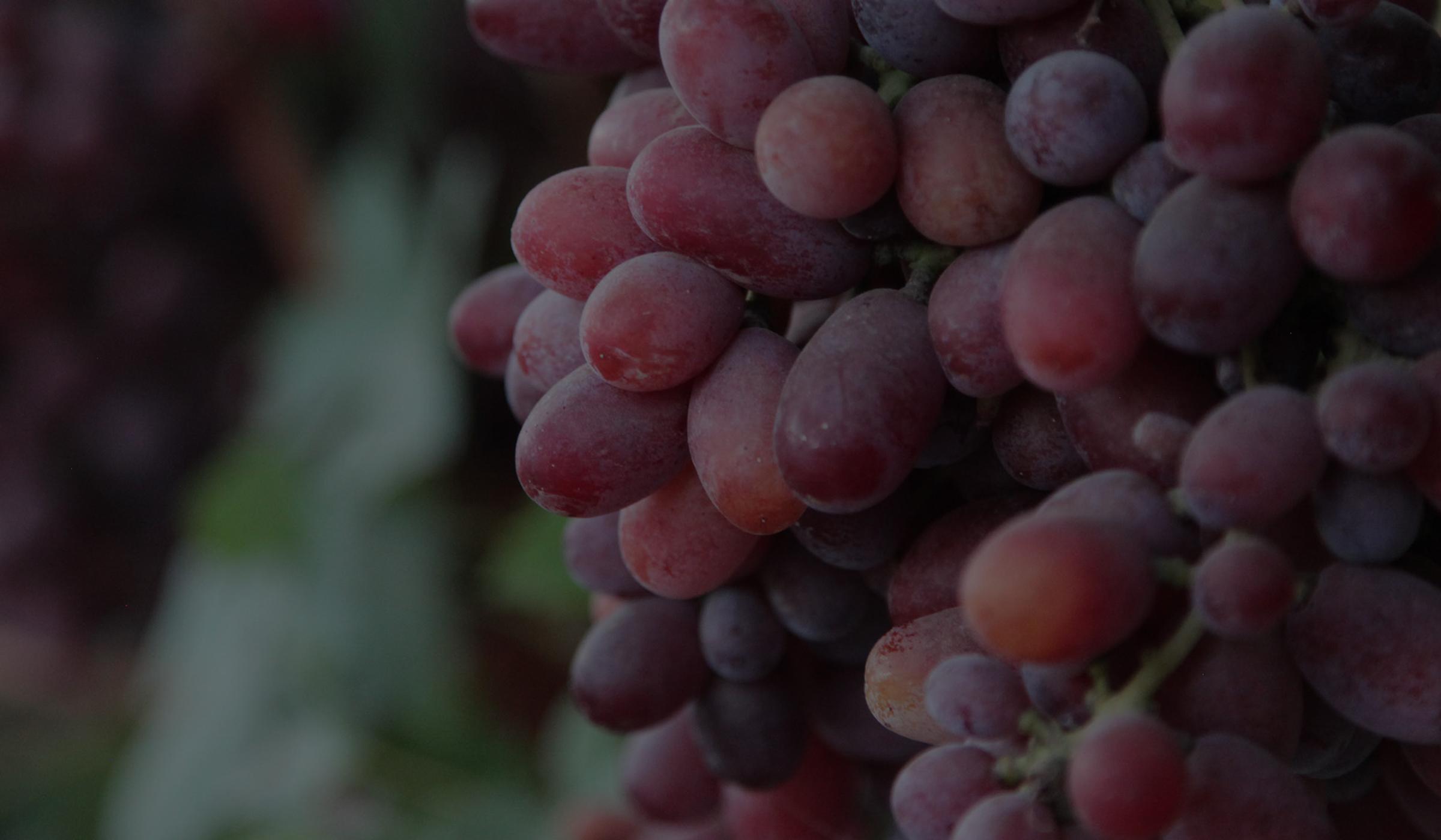 juice-grapes