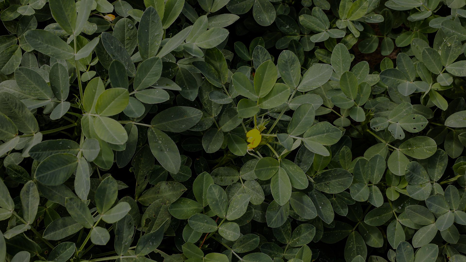 RDX-N® Nitrogen Use Efficiency Biostimulant | Redox Bio-Nutrients