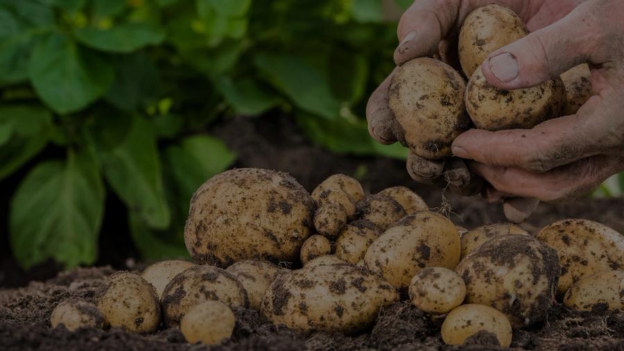 potatoes
