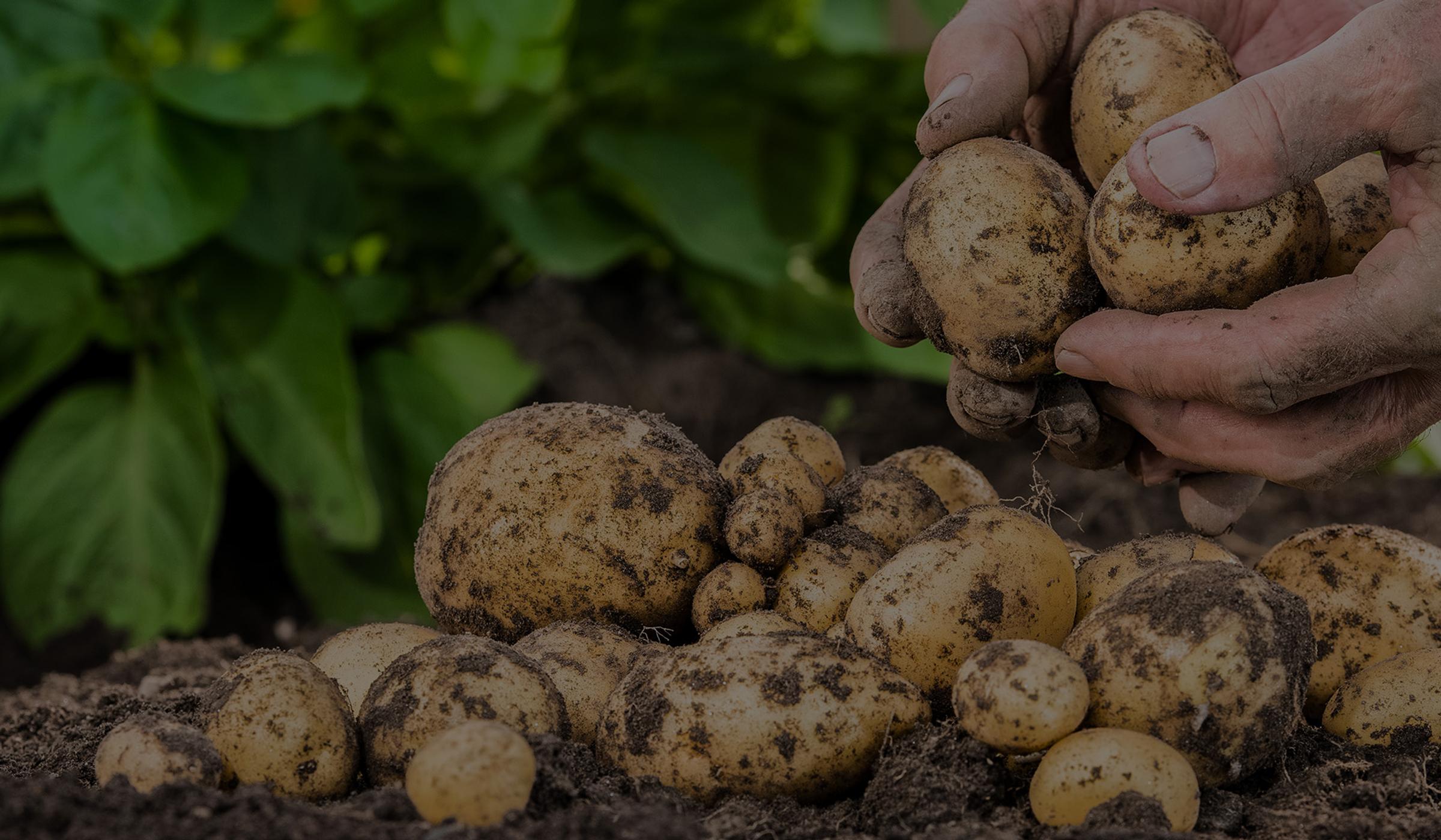 potatoes