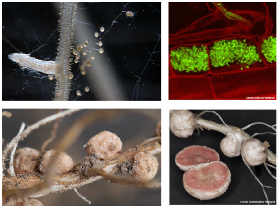 Optimizing Microbial Biologicals