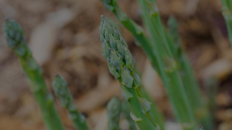 asparagus