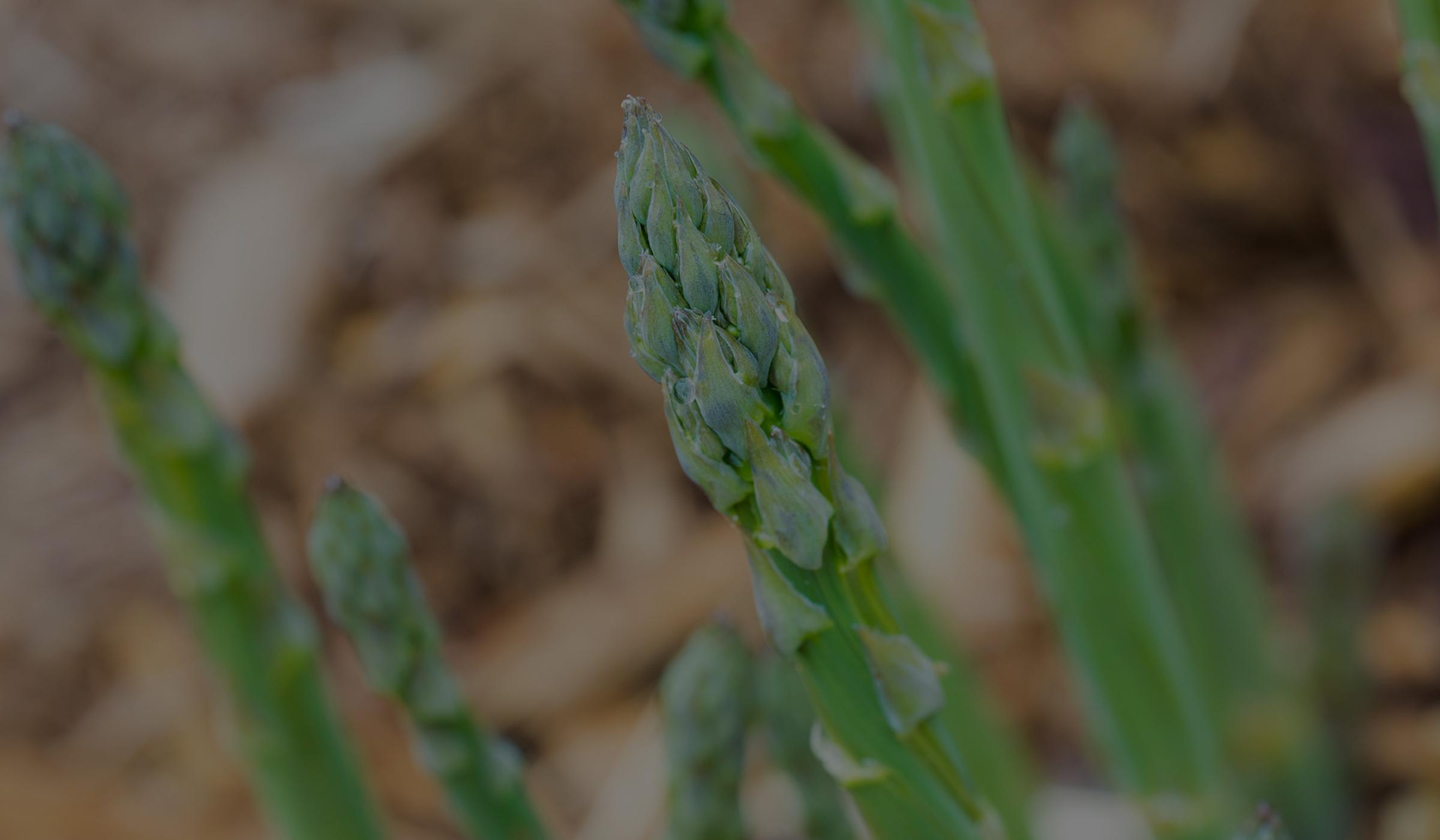 asparagus