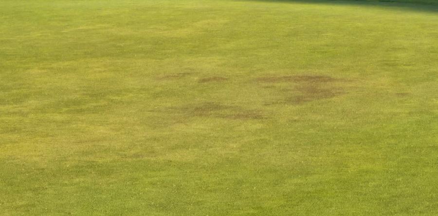 Bentgrass Heat Stress Management: What to Do Before Symptoms Appear
